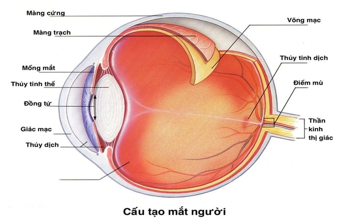 Rách, bong võng mạc và các tổn thương khác ở mắt đều có thể dẫn đến tình trạng mắt mờ đột ngột