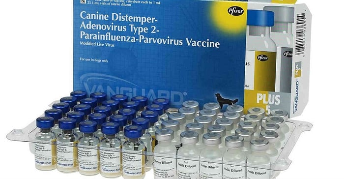 Vaccine Care giúp bảo vệ chó trước bệnh sài sốt