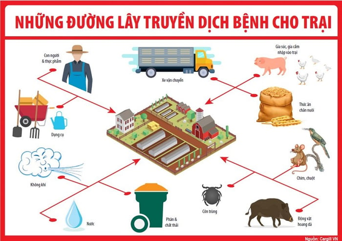 Con đường lây lan của virus dịch tả lợn Châu Phi