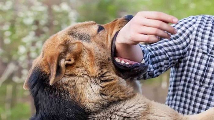 Tiêm lại vắc xin phòng dại cho chó hàng năm là cần thiết