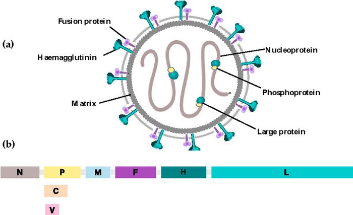 Hình ảnh của virus gây ra <a href='https://medlatec.vn/tin-tuc/mot-so-dau-hieu-benh-soi-ban-khong-nen-bo-qua-s195-n18449'  title ='Bệnh sởi'>bệnh sởi</a>