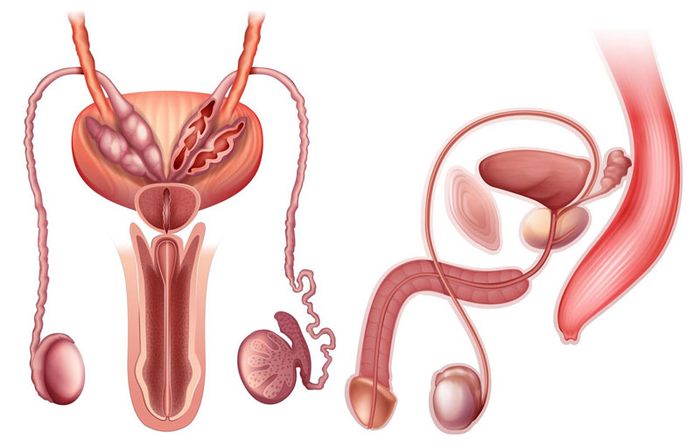 Gãy dương vật là một vấn đề cực kỳ đáng lo ngại