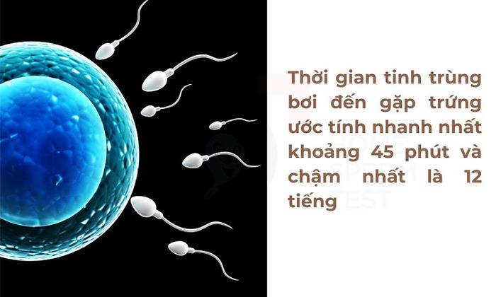 Tinh Trùng Y Cần Khoảng 45 Phút - 12 Giờ Để Bơi Đến Gặp Trứng