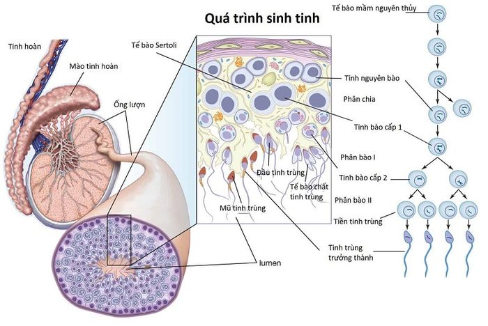 Tinh trùng vẫn được sản xuất mỗi ngày cho đến khi sự sống kết thúc, vì vậy không cần lo lắng về việc tinh trùng có hết không