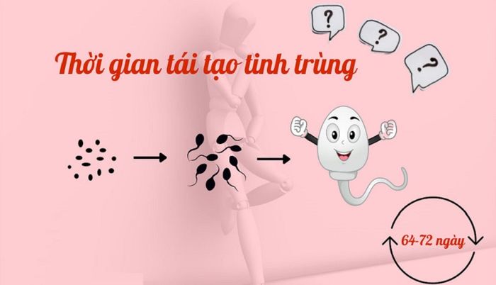 Tinh trùng được tái tạo sau khoảng 64 - 72 ngày