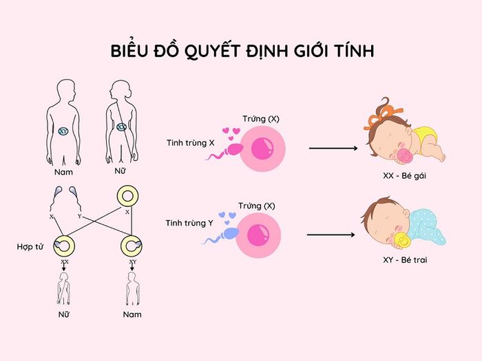 Khi Tinh Trùng Y Kết Hợp Với Trứng và Thụ Tinh Thành Công, Sẽ Hình Thành Thai Nhi Giới Tính Nam