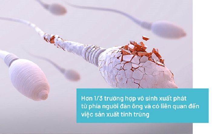 Sự suy giảm sản xuất tinh trùng là một trong những nguyên nhân dẫn đến vô sinh nam