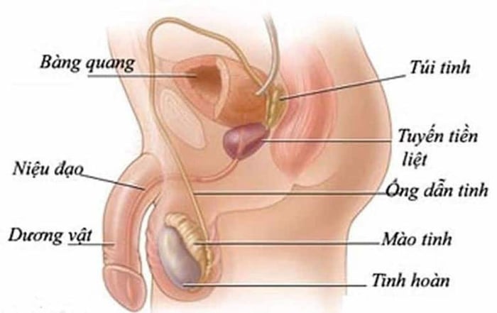 Ống dẫn tinh là phần của hệ sinh dục nam giới