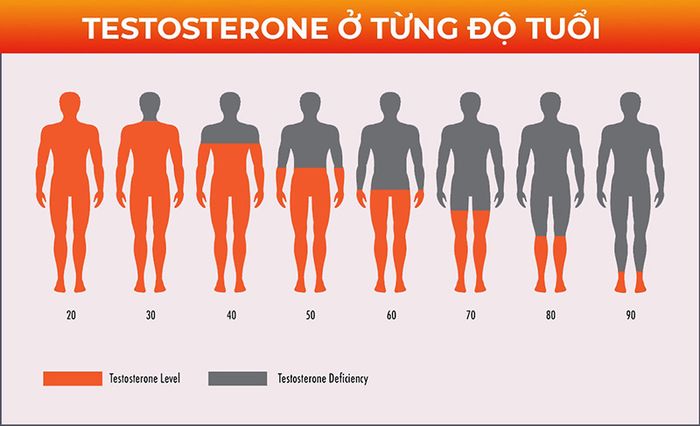 Hàm lượng testosterone đạt đỉnh ở nam giới khi họ ở tuổi 20