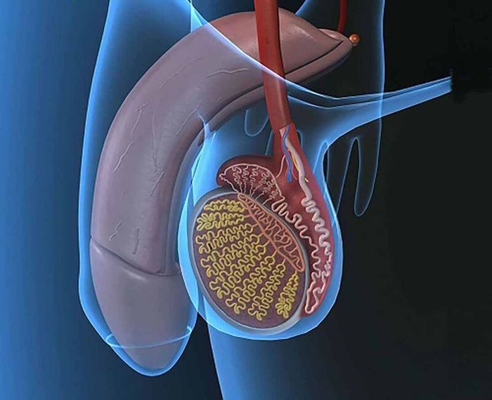 Khả năng sinh con sau khi cắt bỏ một bên tinh hoàn