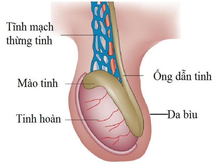 Minh họa về cấu trúc chính của tinh hoàn
