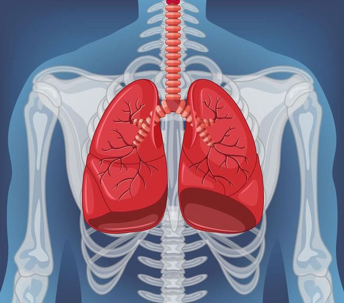 Sức khỏe phổi đóng vai trò quan trọng trong việc duy trì lượng oxy cần thiết cho cơ thể
