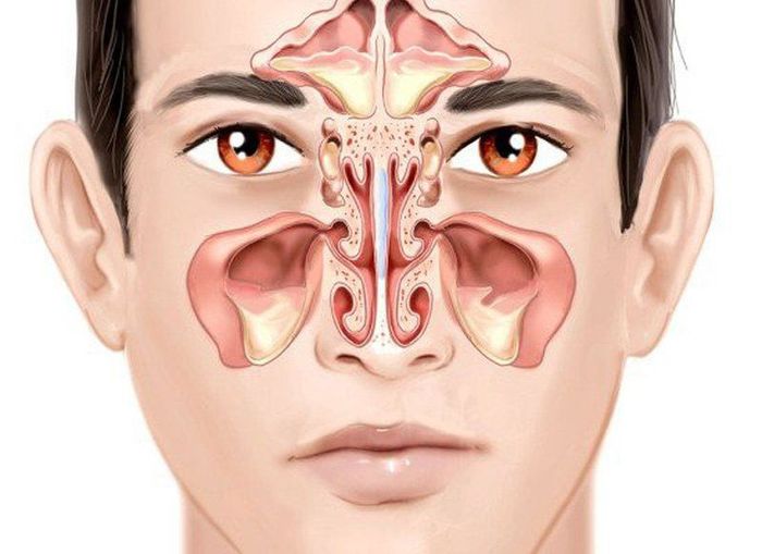 Các kẽ hở trong xương gần mũi được biết đến là xoang cạnh mũi