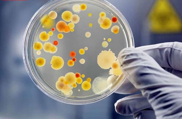 Việc nuôi cấy phân lập vi khuẩn lao trong môi trường thạch là một phương pháp quan trọng để phát hiện bệnh.