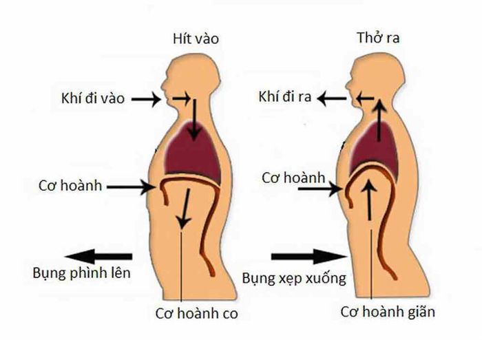 Kỹ thuật hít thở sâu bằng cơ hoành
