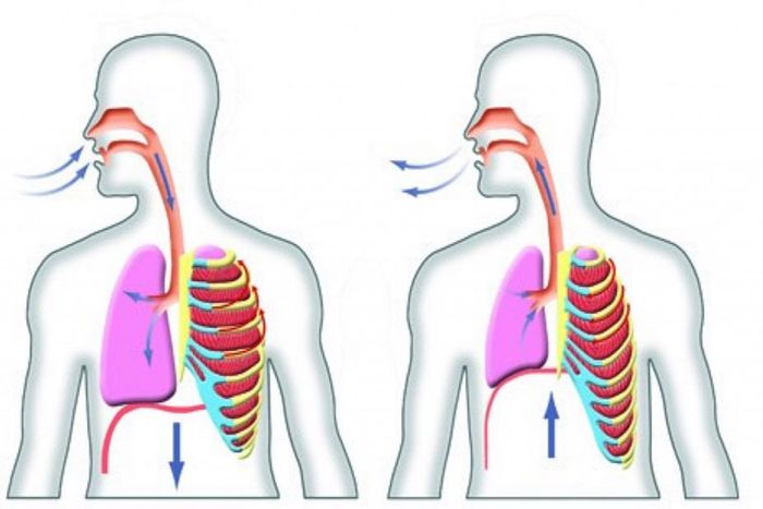Hít Thở Đúng Cách - Đào Thải Độc Tố Cho Sức Khỏe Mạnh Mẽ