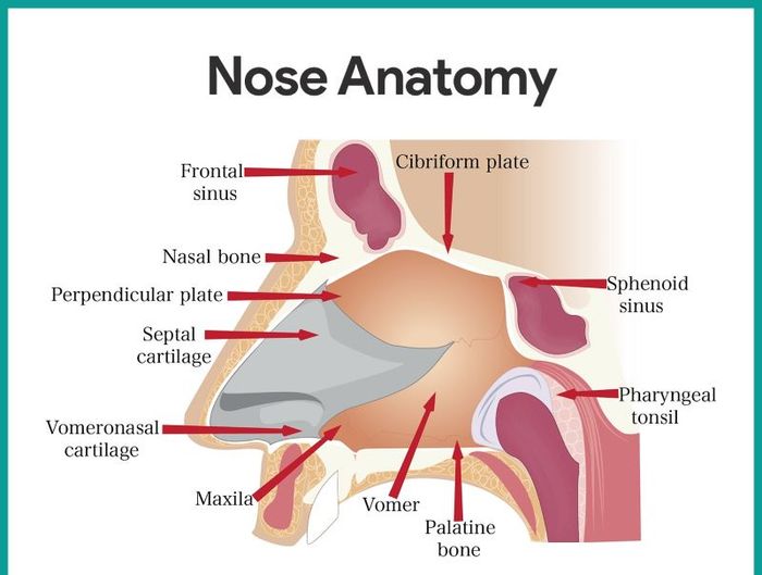 Mũi được tạo nên bởi nhiều bộ phận với các chức năng riêng biệt.