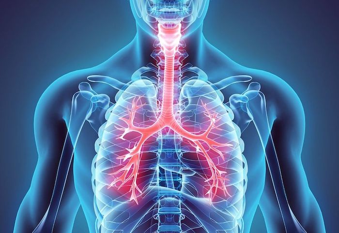 Phổi người có cấu trúc phức tạp và chịu trách nhiệm chức năng quan trọng.