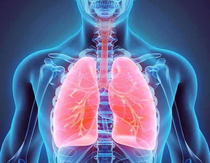 Cấu trúc phức tạp của phổi