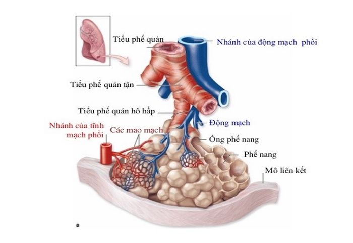 Tạo mô phỏng các thành phần của phổi.