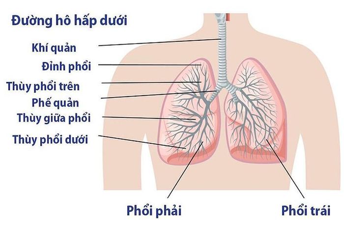 Giới thiệu về cấu tạo tổng quan của phổi người