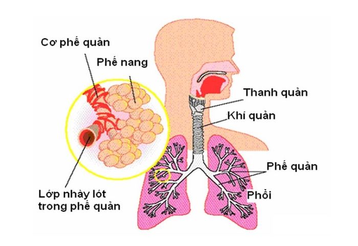 Cấu trúc của hệ thống hô hấp