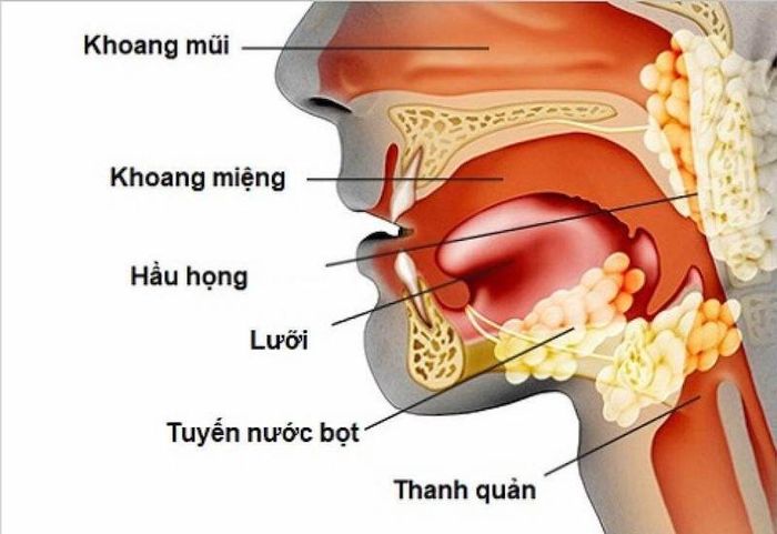 Cấu tạo của đường hô hấp trên