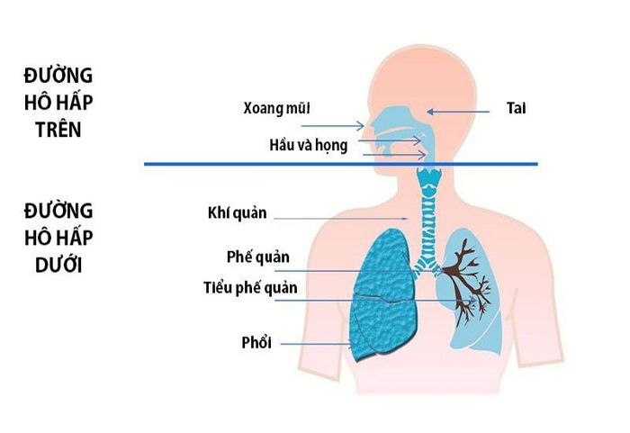 Phân biệt đường hô hấp trên và dưới