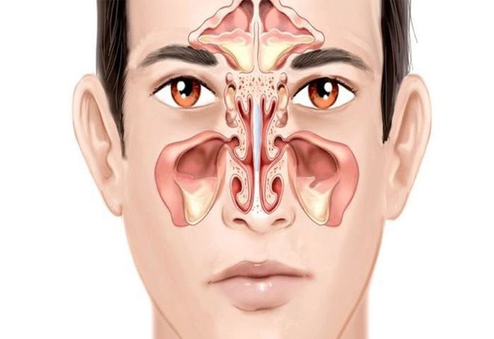 Cấu trúc của xoang