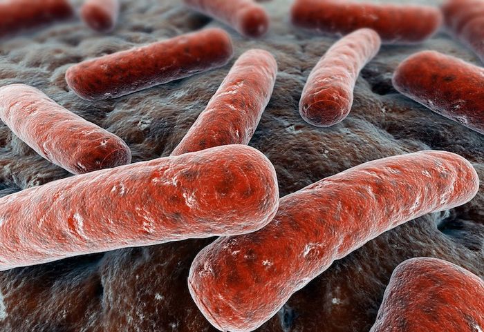 Vi khuẩn Mycobacterium tuberculosis là nguyên nhân gây bệnh lao phổi.