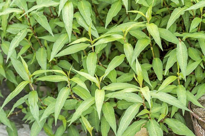 Rau mầm một trong những loại thảo dược có khả năng chữa ho hiệu quả