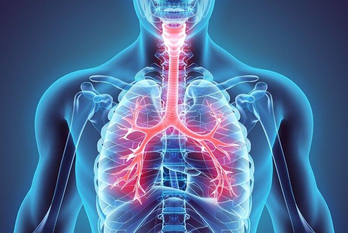 Lá phổi khỏe mạnh là tiền đề quan trọng cho một tình trạng sức khỏe tốt