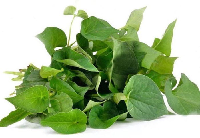 Các chất dinh dưỡng trong rau xanh có tác dụng làm mềm phân và thúc đẩy sự phát triển của vi khuẩn có lợi trong đường ruột.