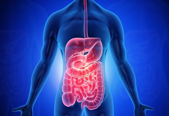 Thời gian tiêu hóa phụ thuộc vào nhiều yếu tố