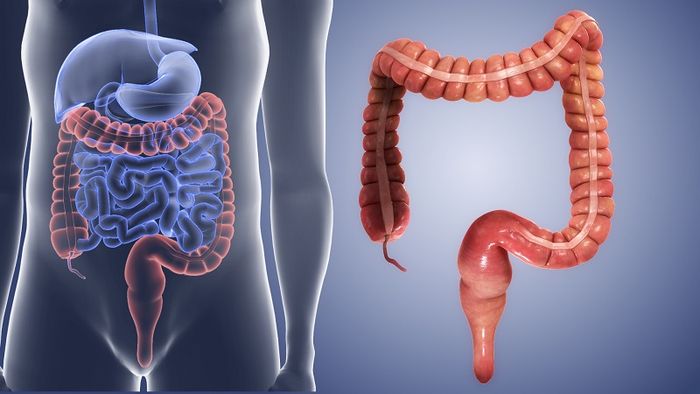 Hình minh họa về phần đại tràng 