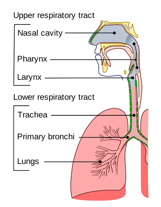 Xét Nghiệm Phát Hiện Các Bệnh Đường Hô Hấp Tại MEDLATEC