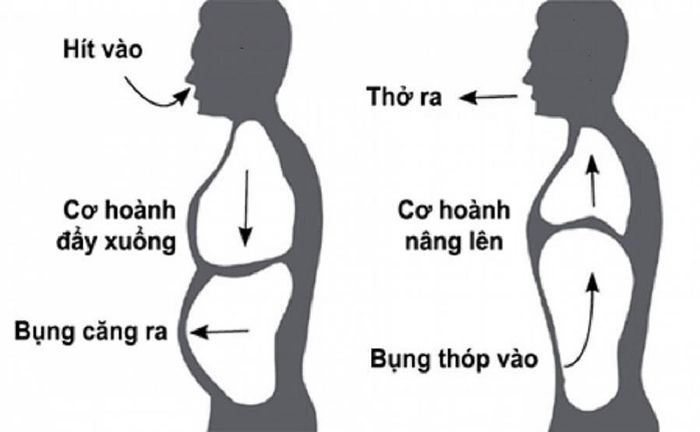 Mô tả về hoạt động tại cơ hoành thực quản