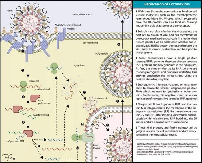 Cấu trúc của virus corona