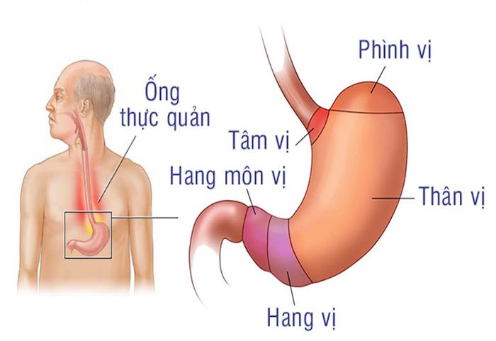 Cấu trúc cơ bản của dạ dày