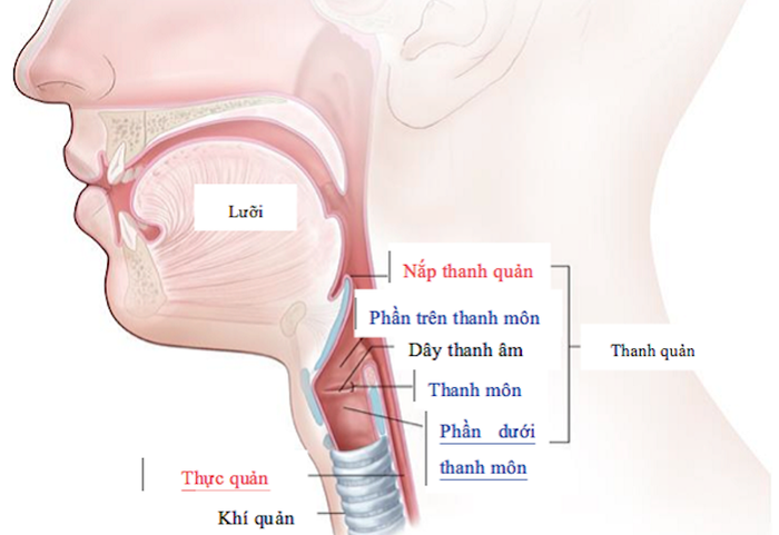 Thực quản nằm phía dưới thanh quản