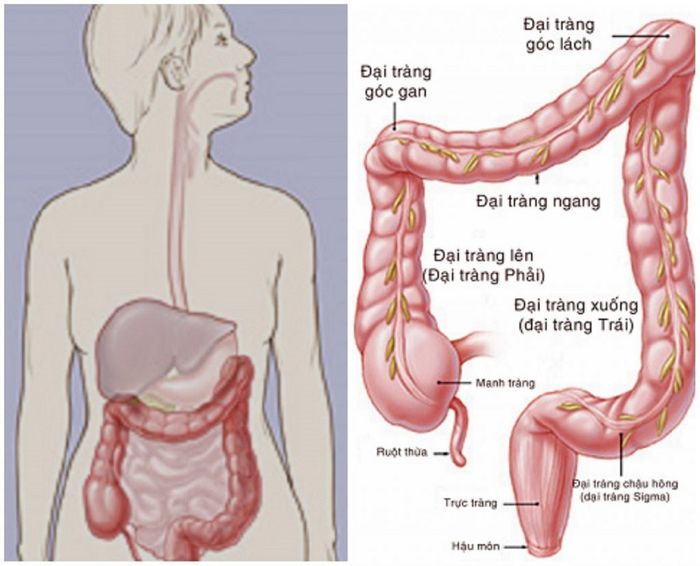 Vai Trò Của Manh Tràng Trong Cơ Thể