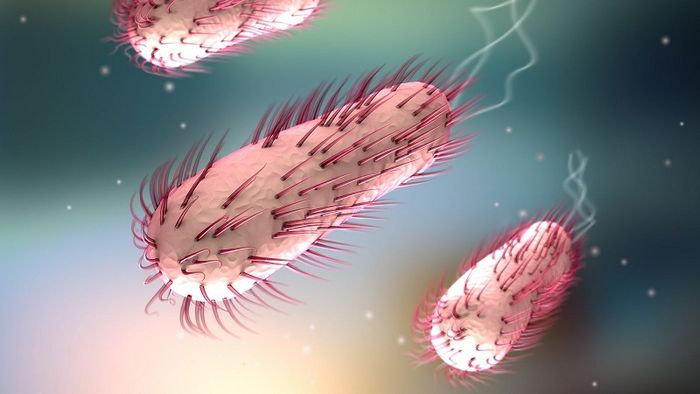 Vi khuẩn Escherichia coli, một trong những tác nhân gây viêm nhiễm ruột mạnh mẽ