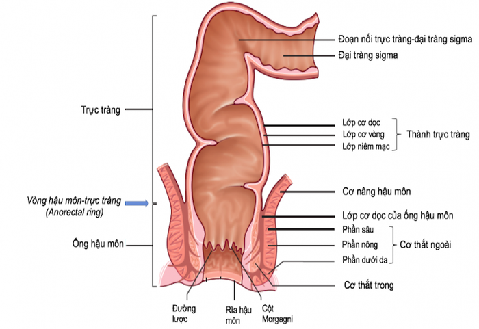 Mô phỏng cấu trúc của hậu môn