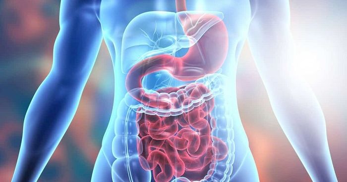 Hệ tiêu hóa luôn có sự liên quan mật thiết đến hoạt động của các bộ phận khác