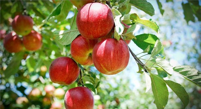 Táo hỗ trợ kiểm soát cảm giác đói và thèm ăn