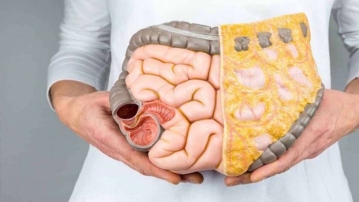Hệ tiêu hóa bao gồm nhiều bộ phận khác nhau bên trong cơ thể