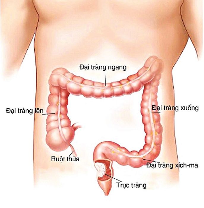 Đại trực tràng đóng vai trò thiết yếu trong hệ tiêu hóa của cơ thể.