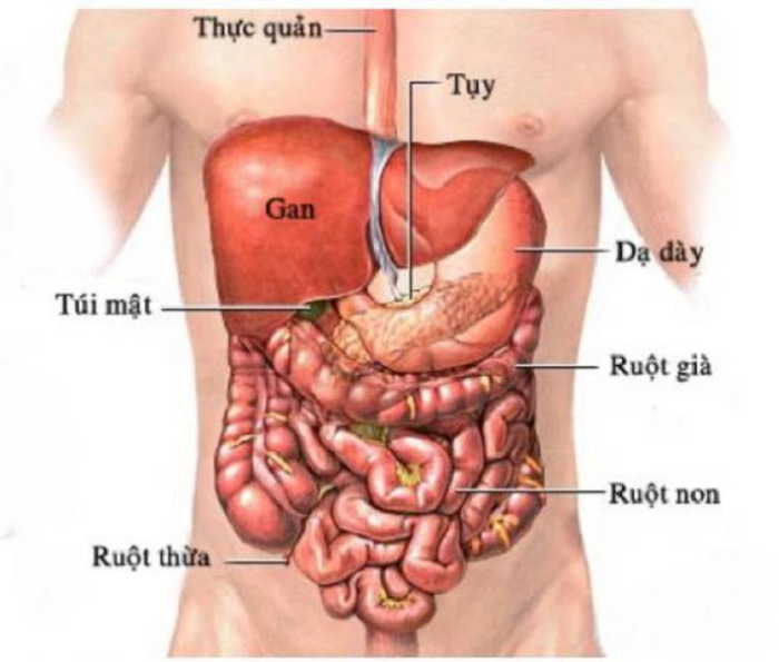 Vị trí của dạ dày bên trong ổ bụng