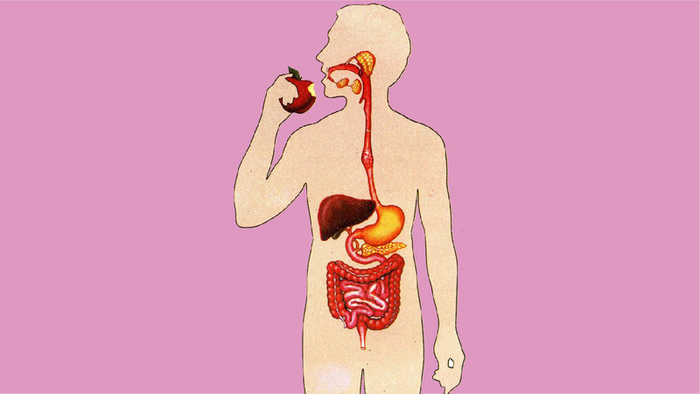 Hệ tiêu hóa bao gồm nhiều cơ quan phối hợp làm việc