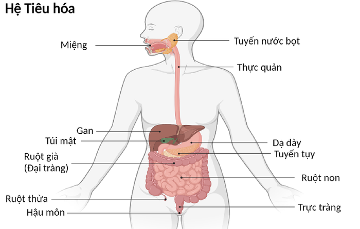 Vị trí của hệ tiêu hóa bên trong cơ thể